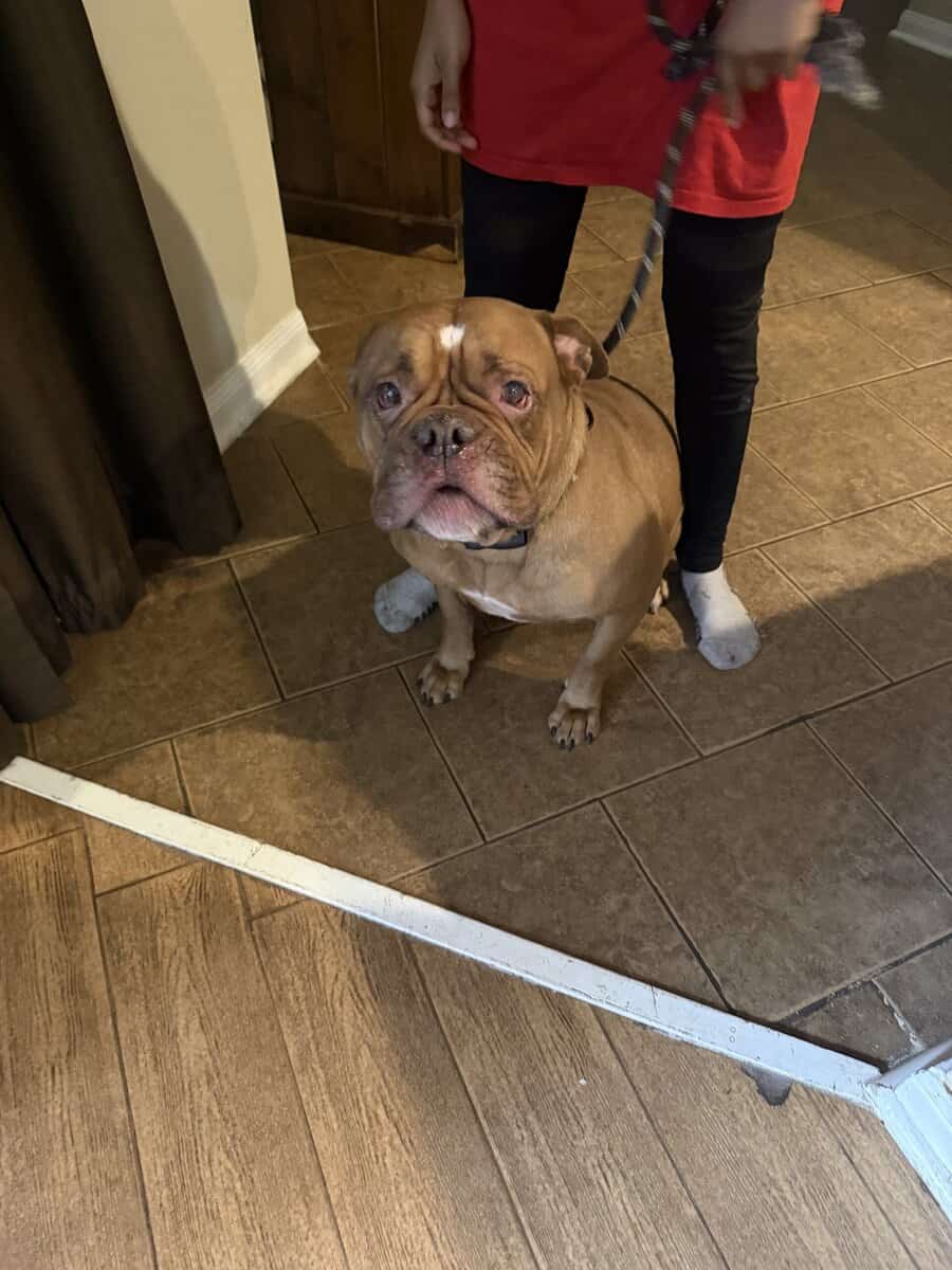 American Bull Dog image 1
