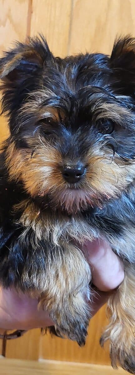 For sale male yorkie image 4
