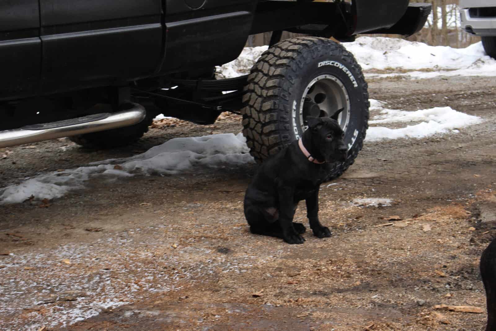 AKC Cane Corso puppies image 5