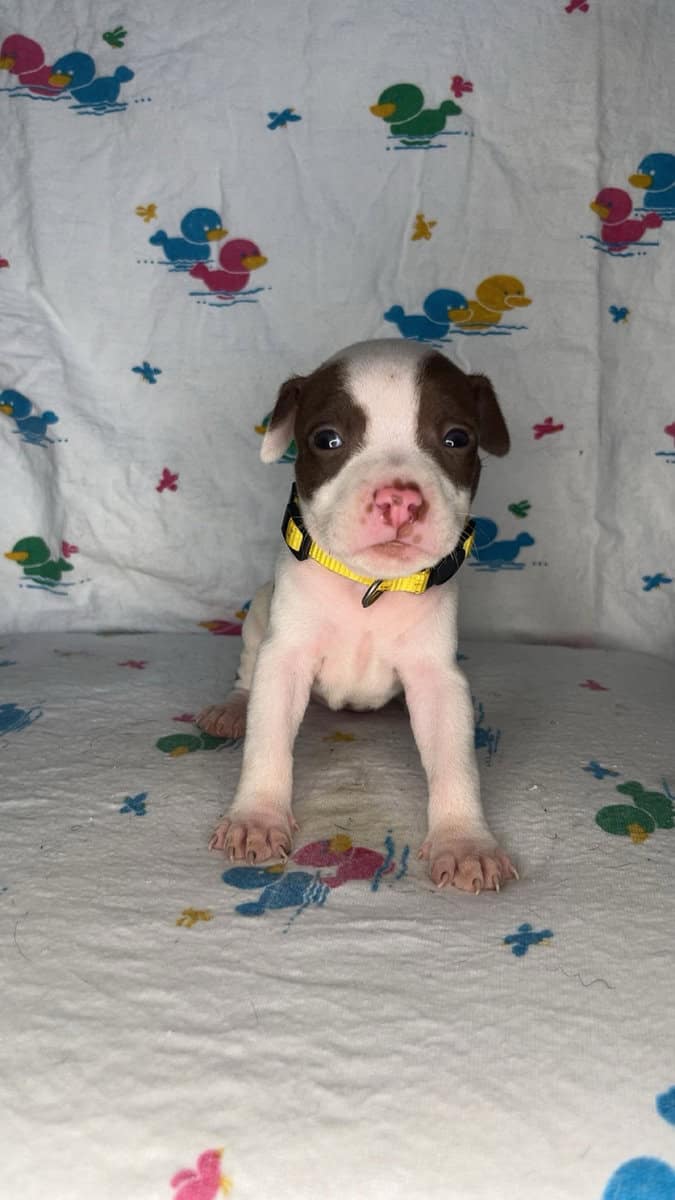 Pitt Bull Puppies image 5