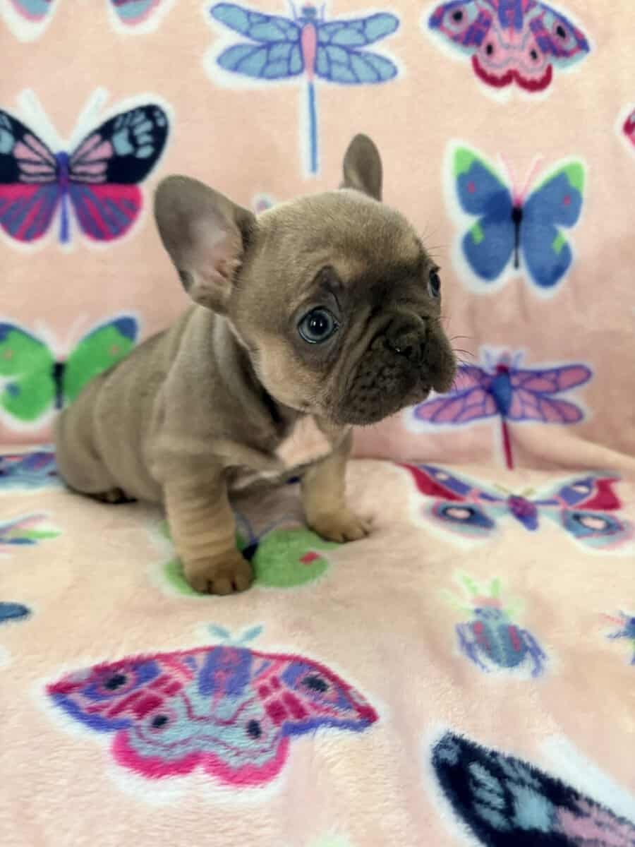Female French bulldog image 4