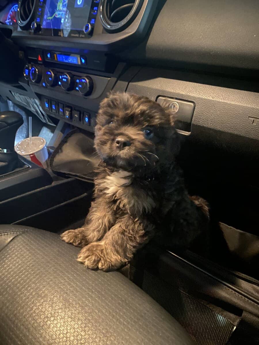 Meet sweet little Teddy! image 2