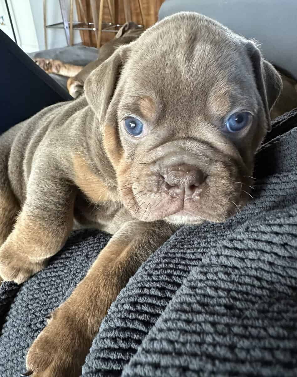Olde English Bulldogge Pups Available Soon! image 1