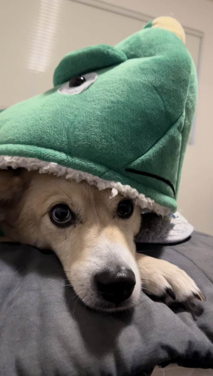 Sunny the sweet Shiba Inu mix image 3
