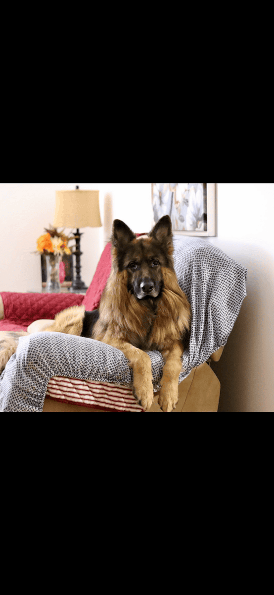 German Shepard Long Hair (Free) image 2