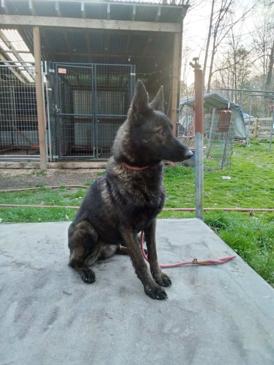 Well behaved Shepherd image 1