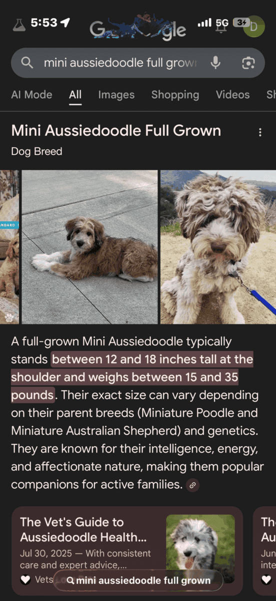 One year old Aussie doodle, male image 2