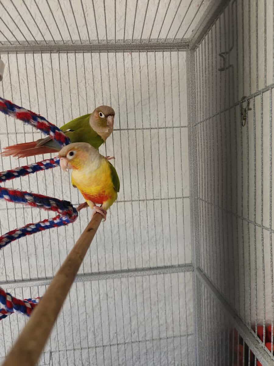 Pineapple green cheeck conures for trade image 2