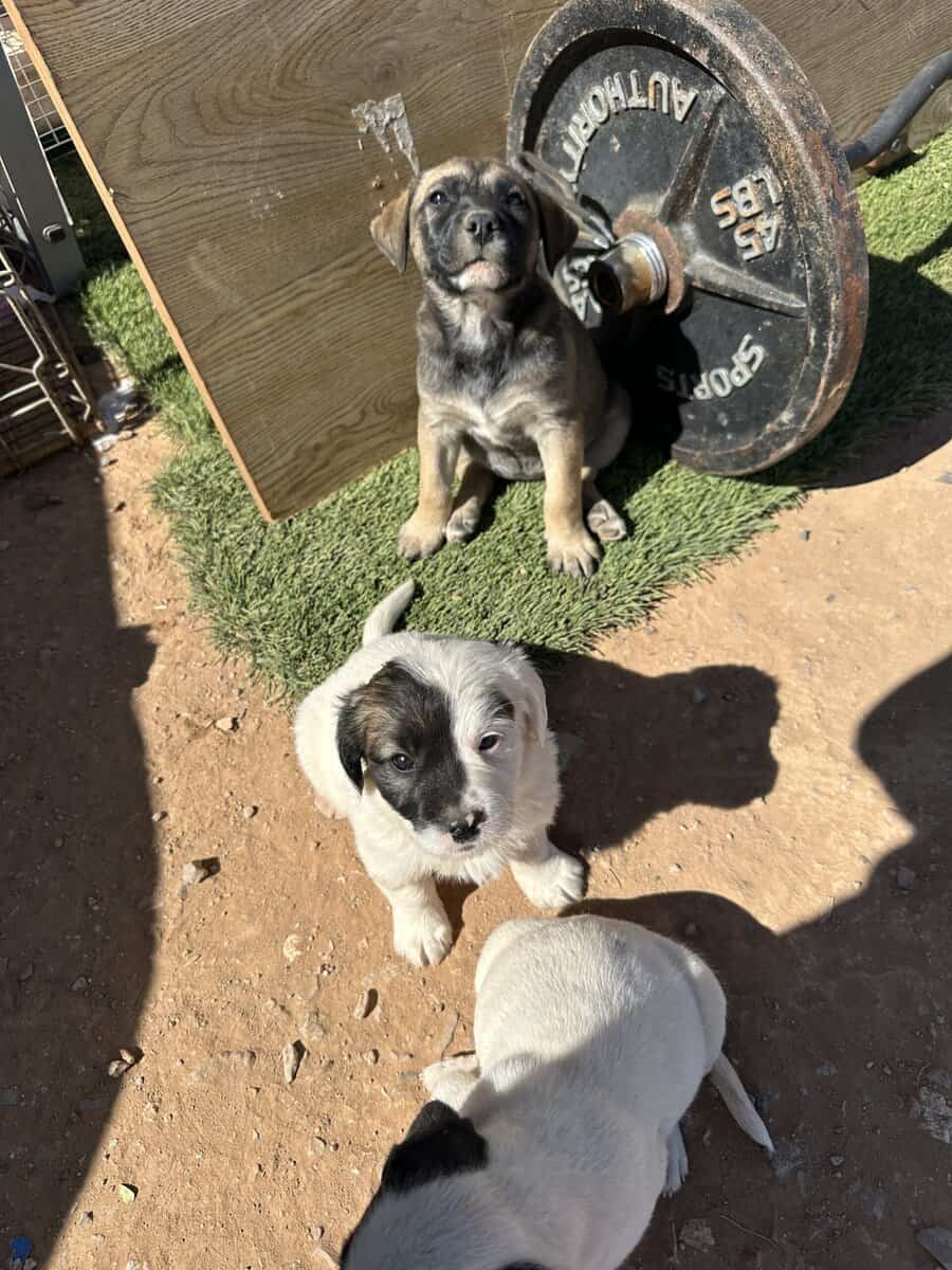 Bull terrier/pitbull/blue heeler mixed pups image 1