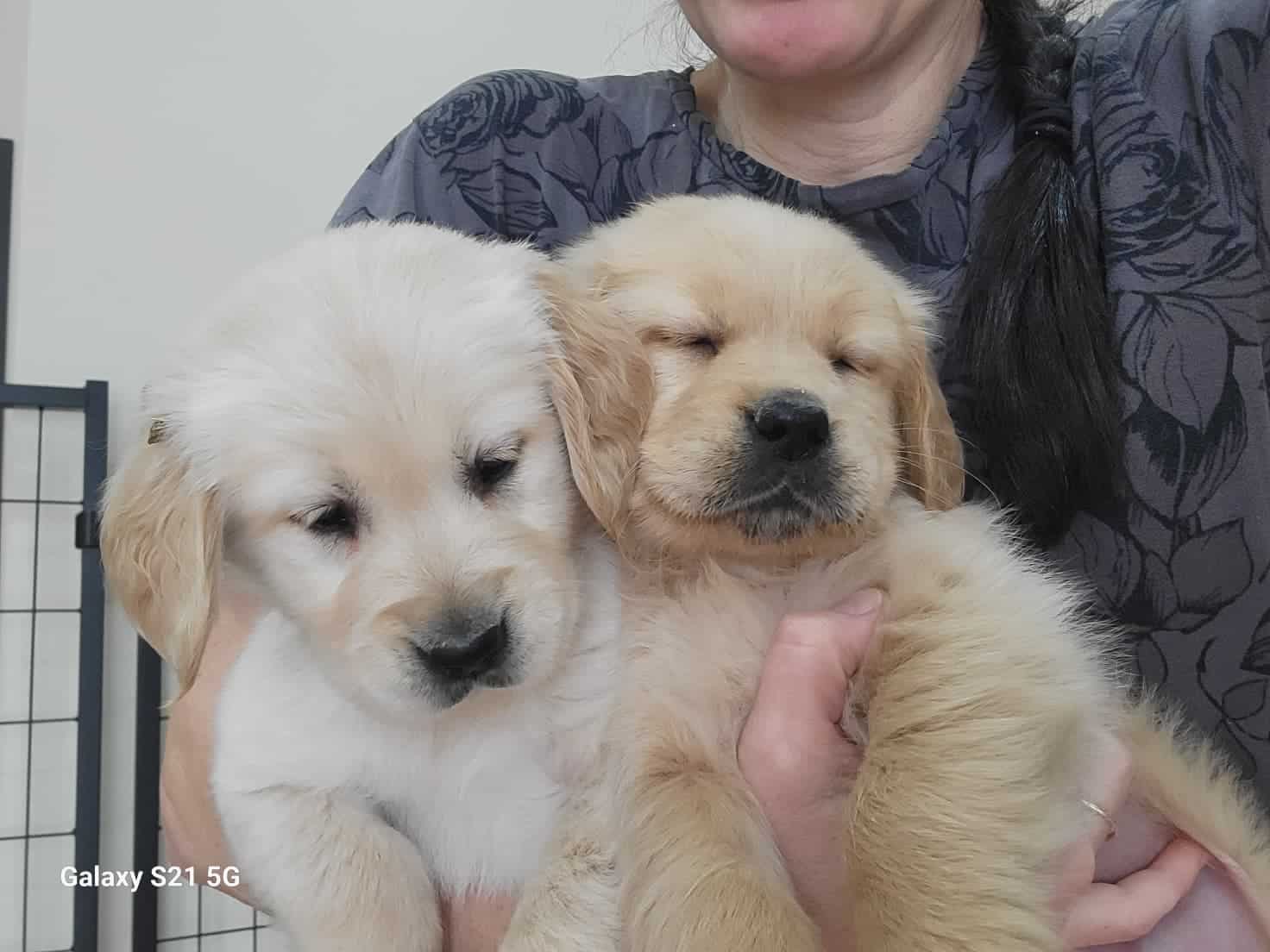 Golden Retriever puppies image 3