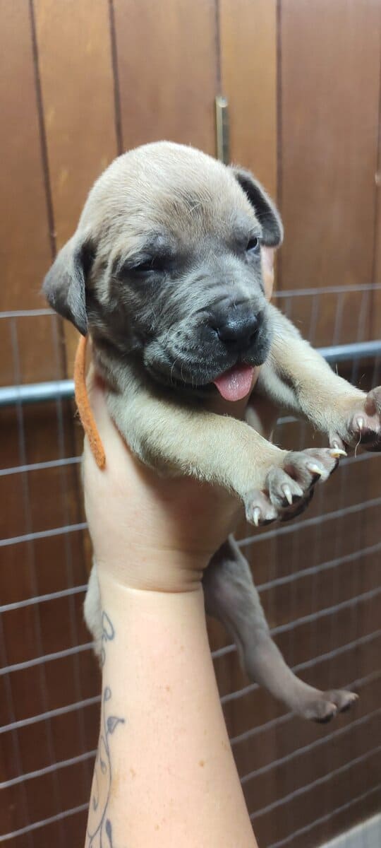 Great Dane puppies image 5