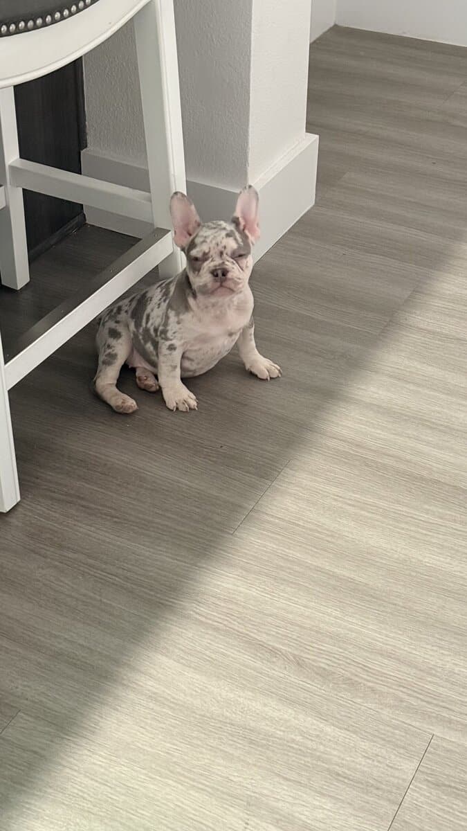 Female Merle French Bulldog Puppy image 1