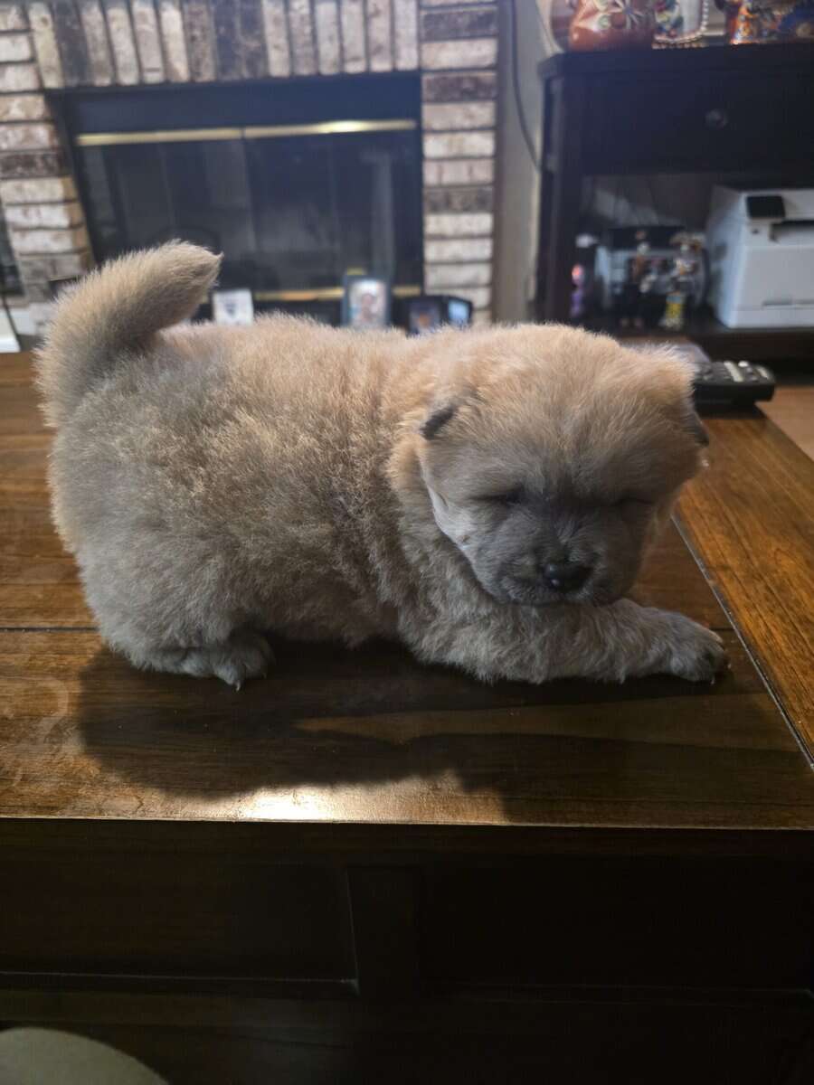 Chow chow puppies image 1