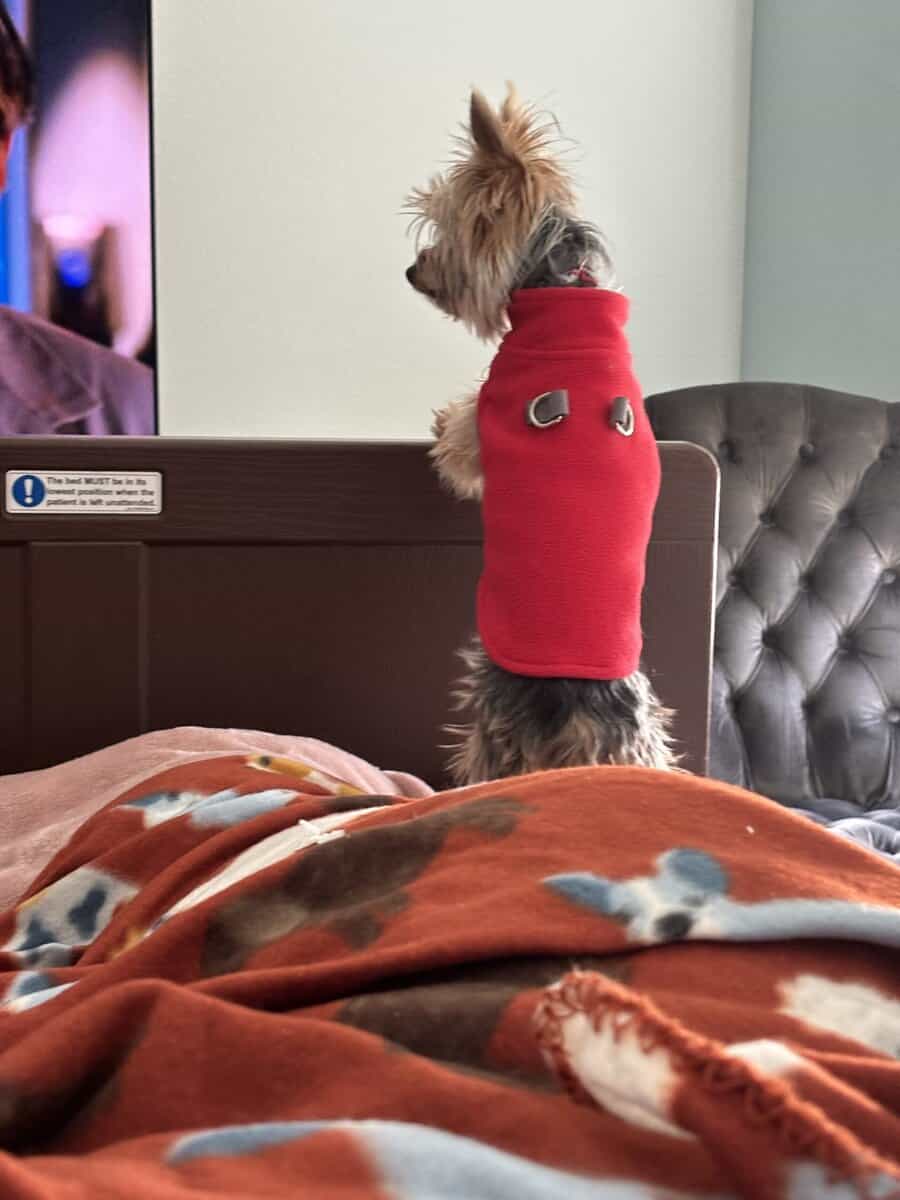 Teacup Yorkie (f/6 months old) image 6