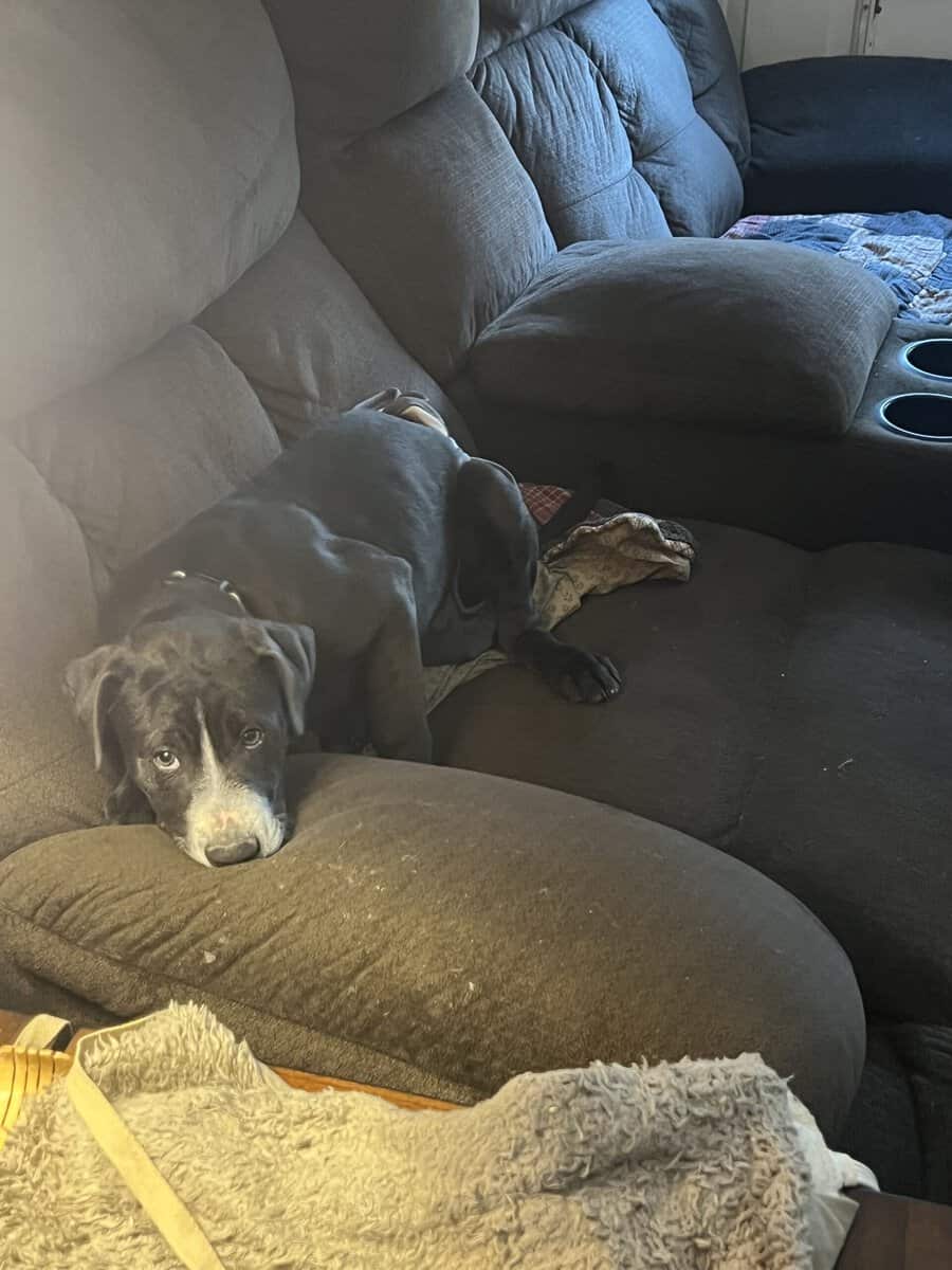 14 week old puppies image 5