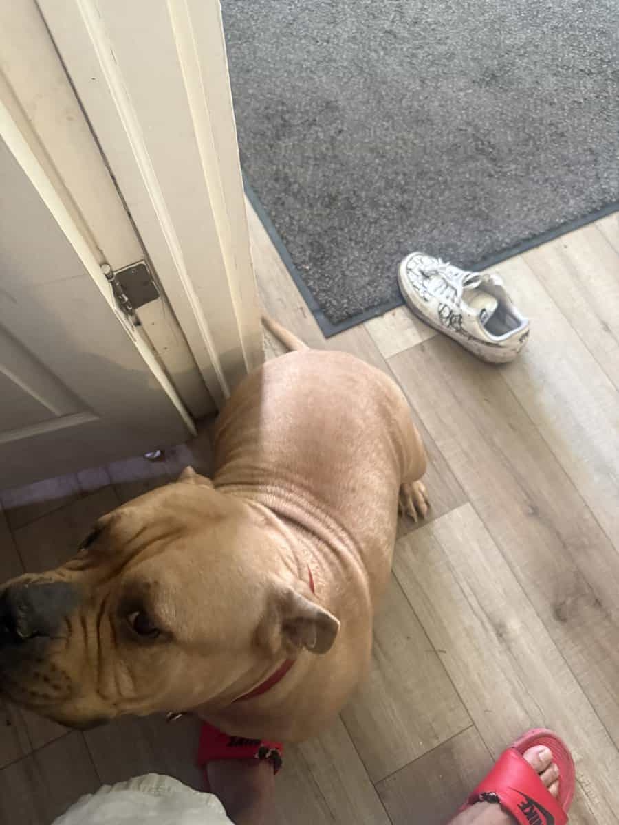American bully puppies coming soon image 5
