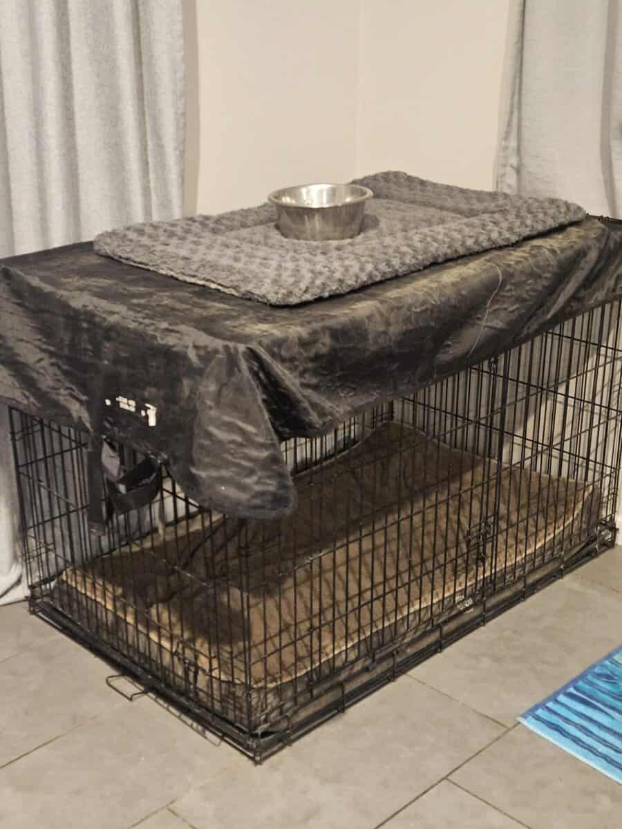 Bullmastif looking for forever home image 10