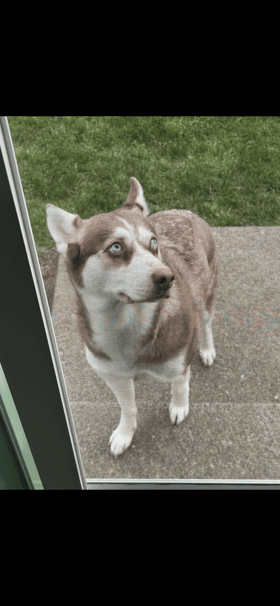 Free 5yr old female purebred husky image 4