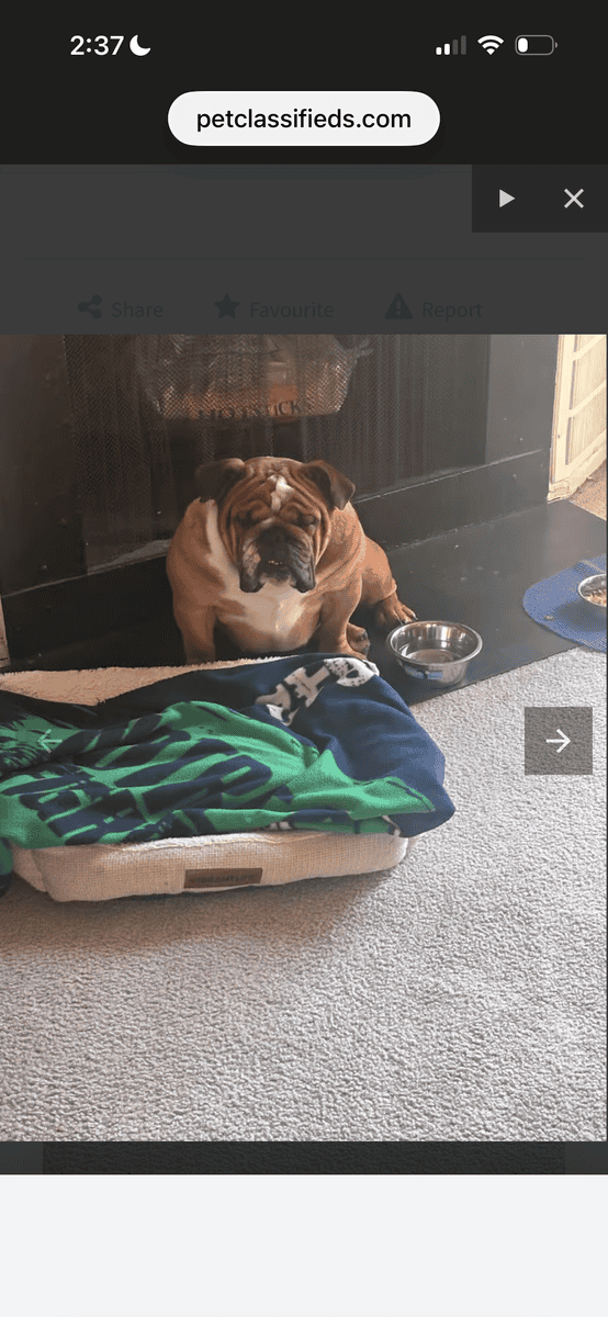 Dog needs home, I live in Pennsylvania image 3