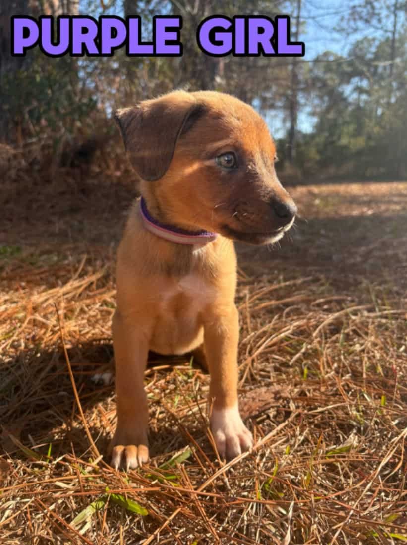 Aussie x Blackmouth Cur puppies for adoption image 2