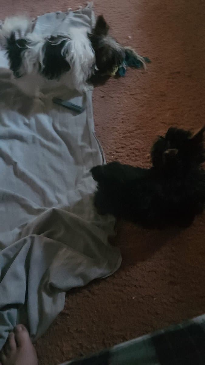 Male Yorkie image 2