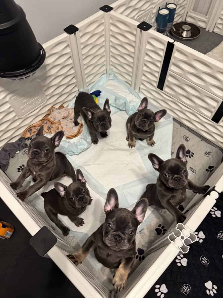 French bulldog AKC puppies image 14