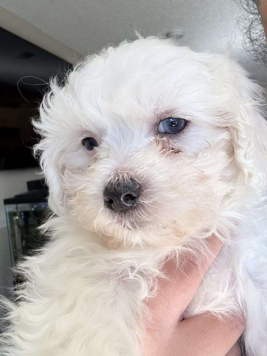Maltipoo puppies image 1
