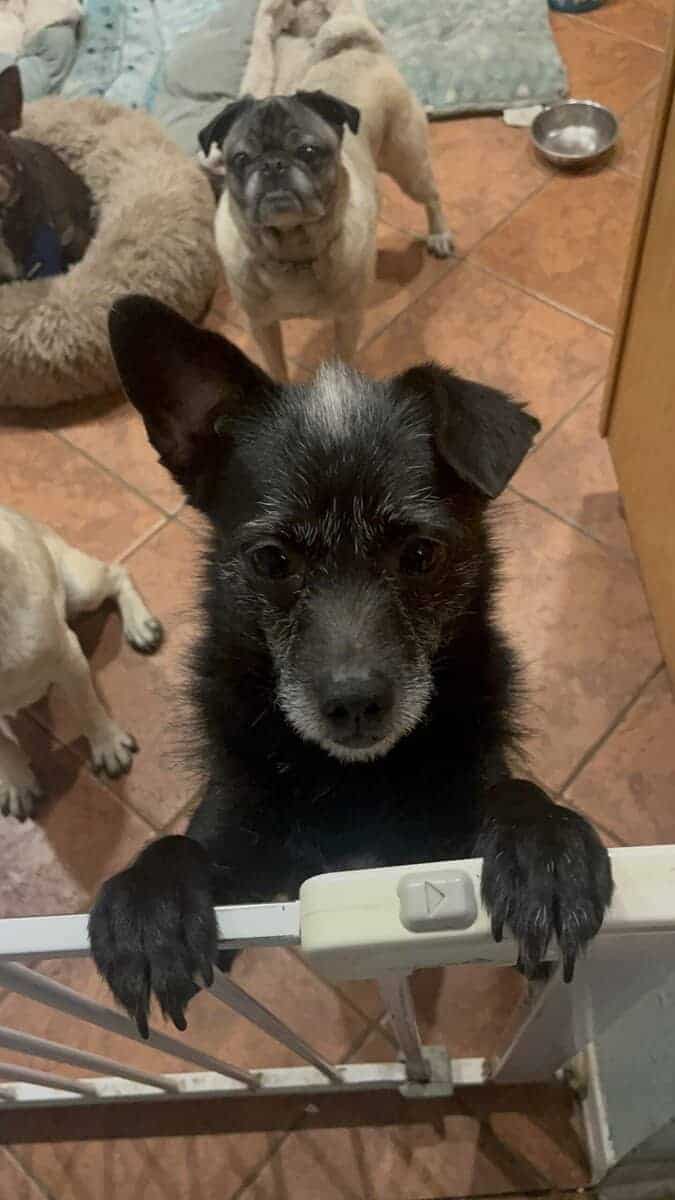 SWEET BOY NEEDS A FOREVER HOME - AVAILABLE NOW image 5