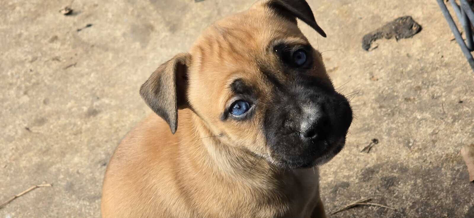 Belgium malinois mix puppies image 6