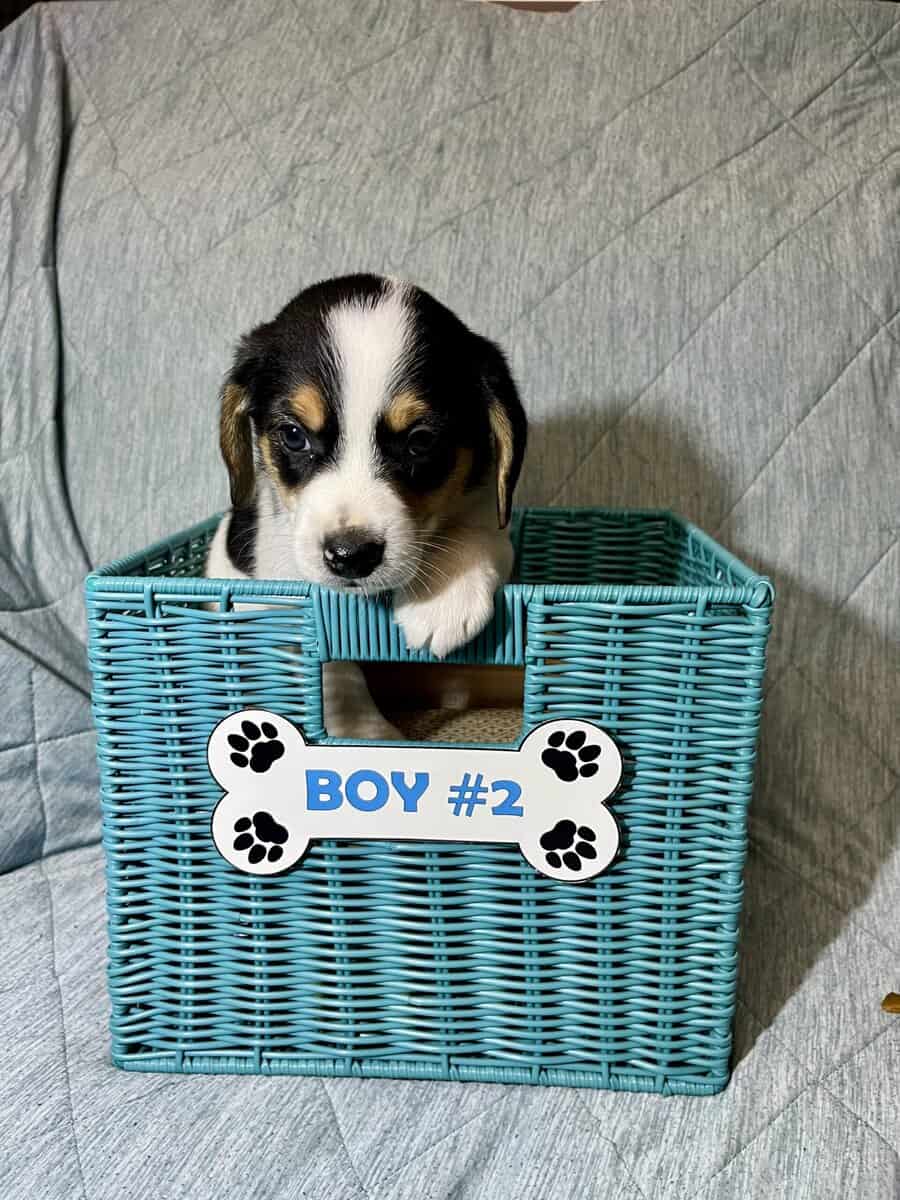 8wk old Beagle Mix puppies image 6