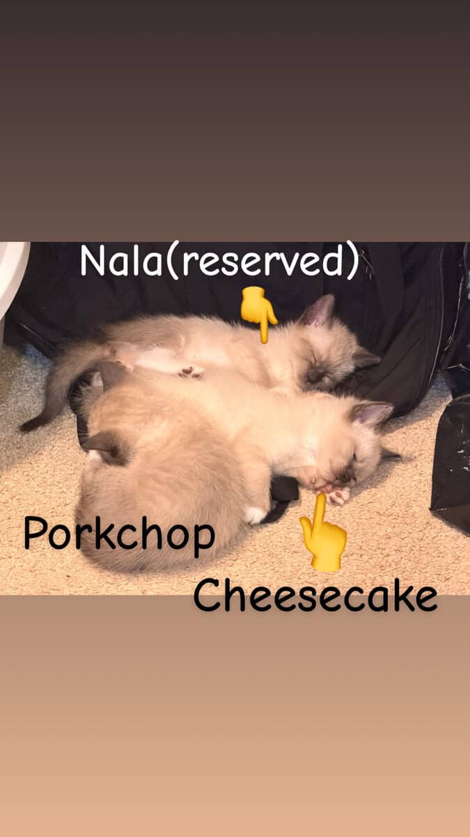 Snowshoe/ Siamese kittens born 12/29! image 1