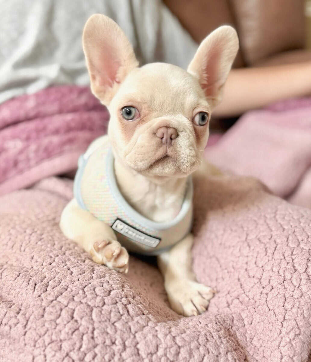 Male French Bulldog image 2