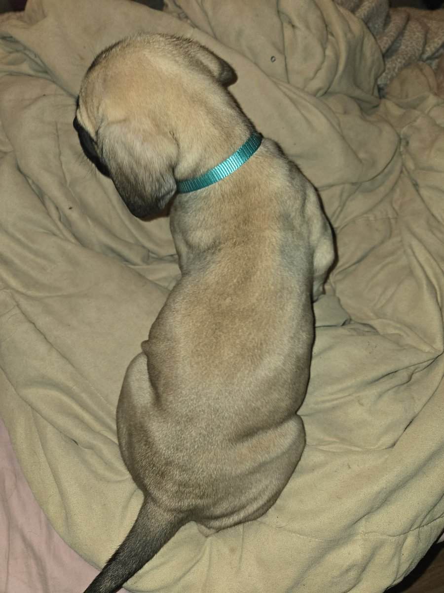 Presa Canario Cane Corso mix 8 weeks old image 16