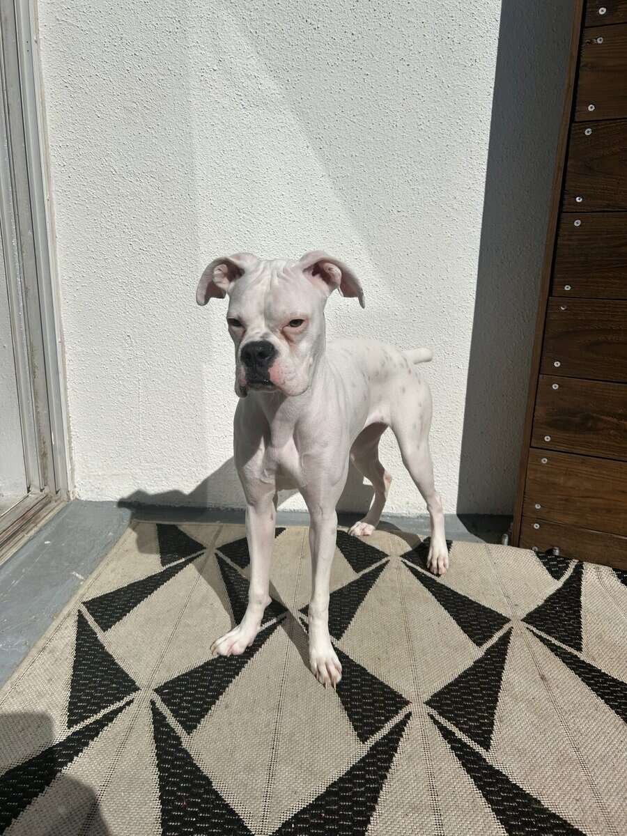 BOXER PUPPY FOR SALE image 3