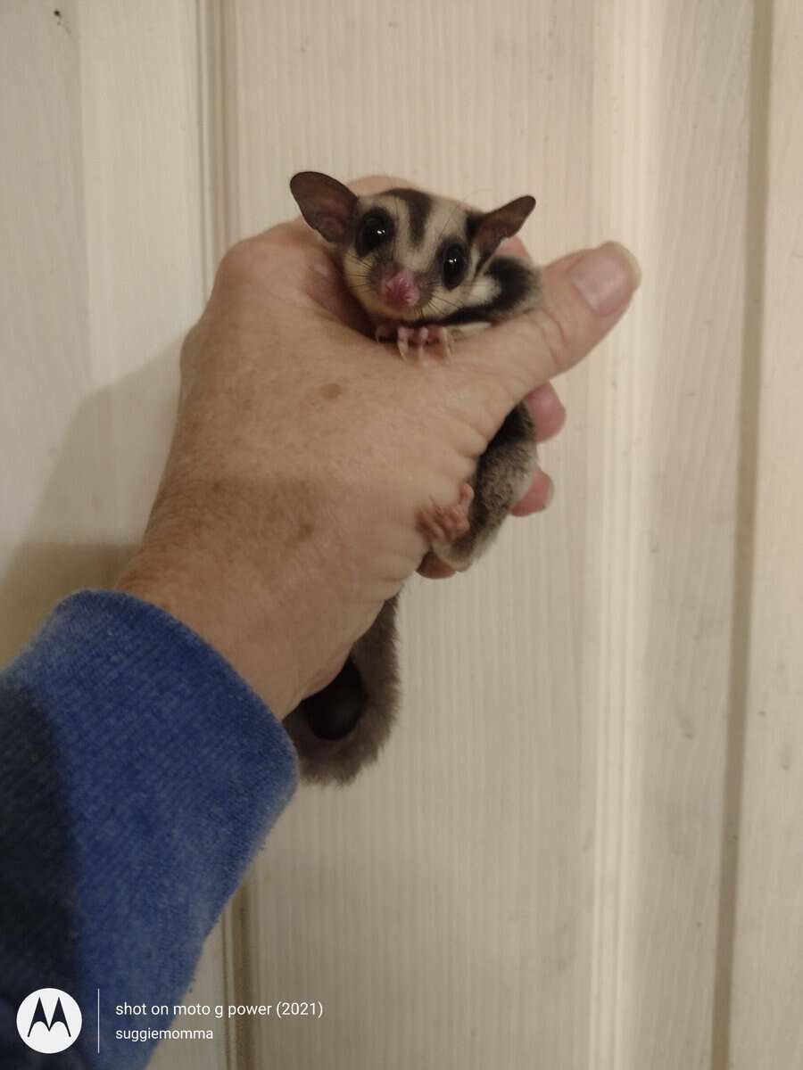 Sugar glider baby girl with lineage image 6