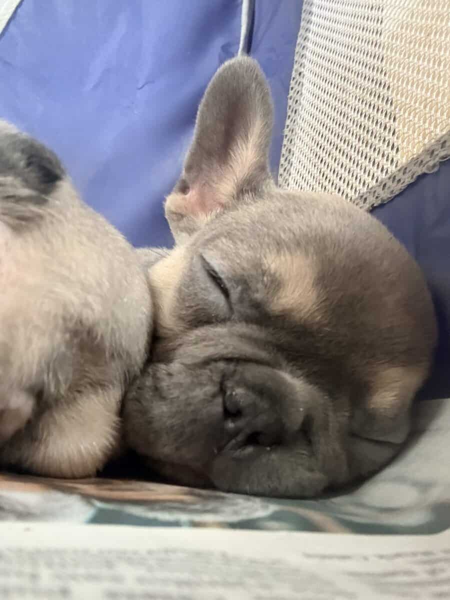 Female French bulldog image 2