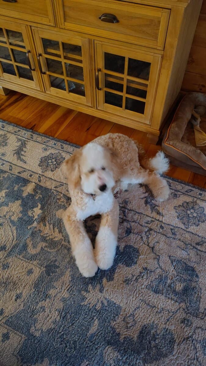 Aussie Mntn Doodle image 3