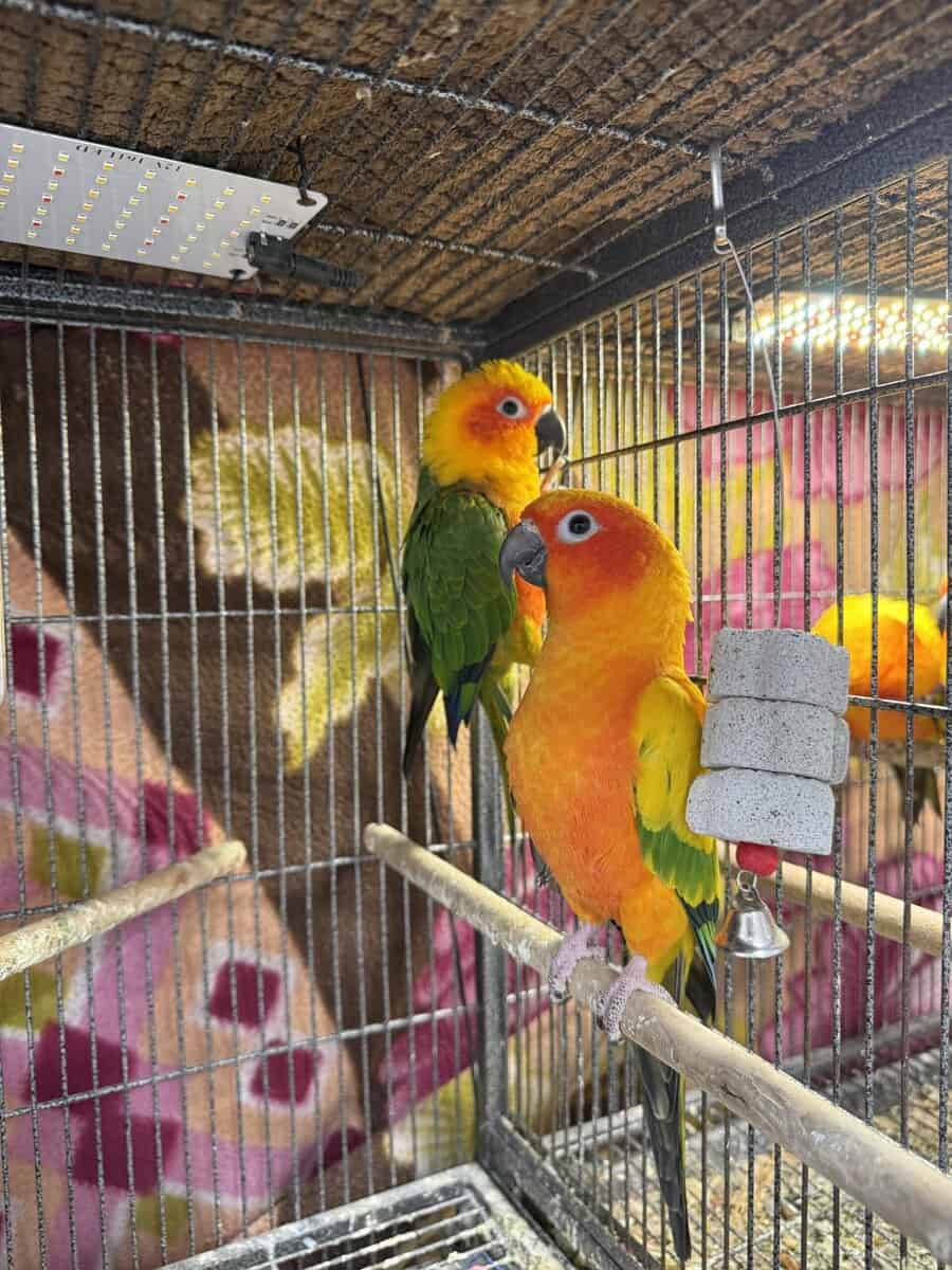 Caique , Eclectus And Sun Conures image 6