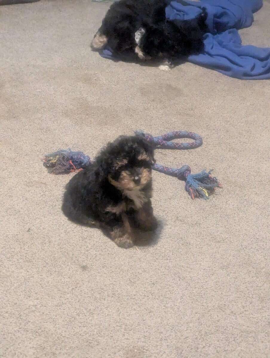Mini aussiedoodle puppies 8 weeks old image 1