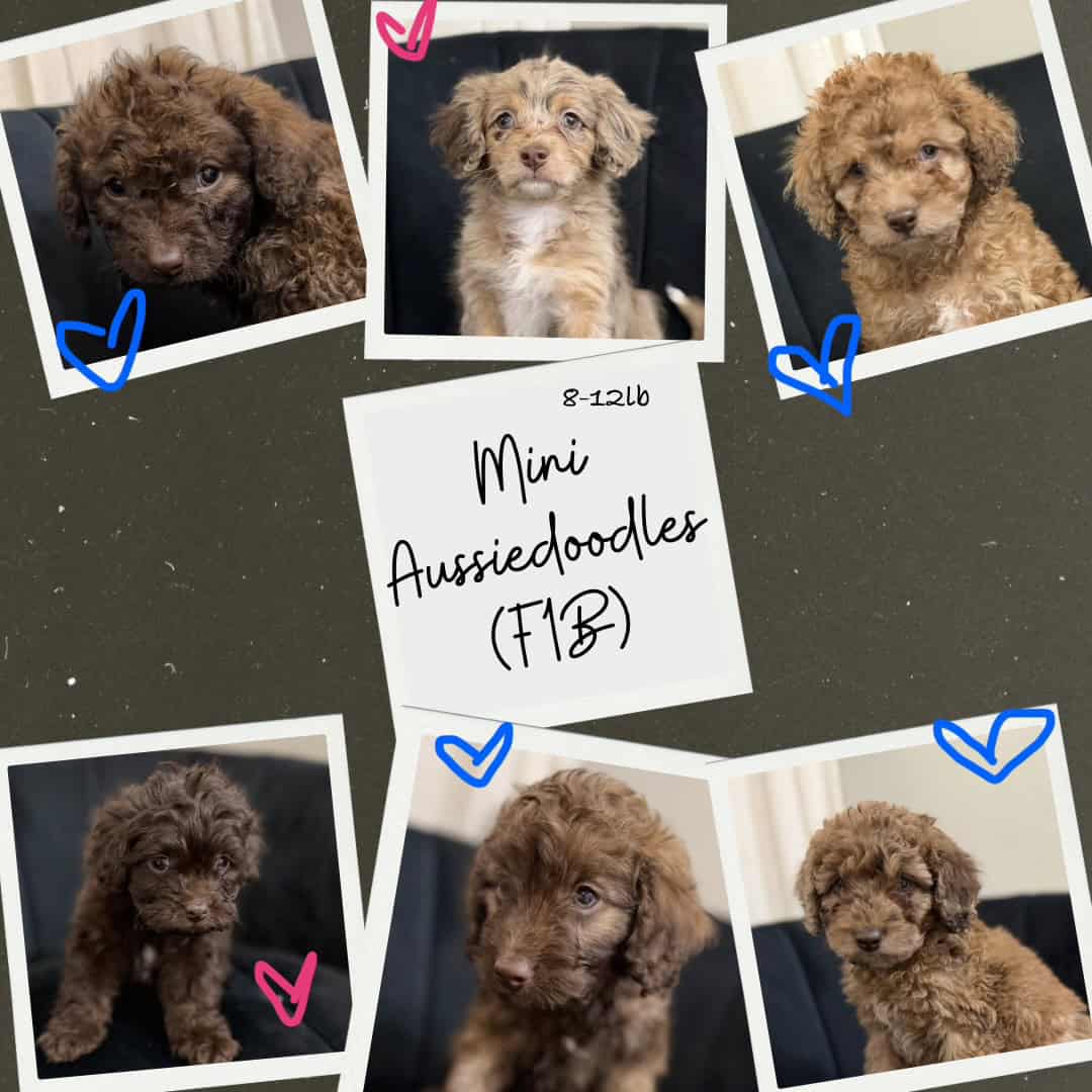 Mini F1B Aussiedoodles | 8-12lbs image 2