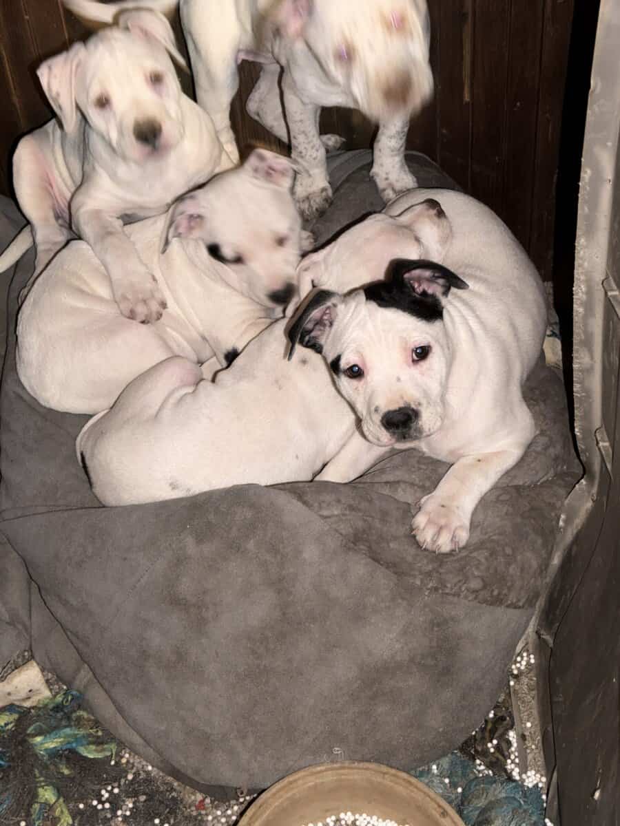10 week old Staffordshire Terriers image 7