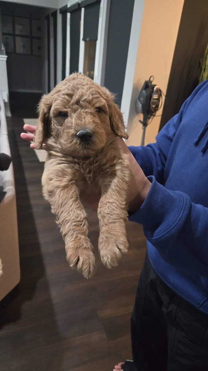 Goldendoodle pups image 3