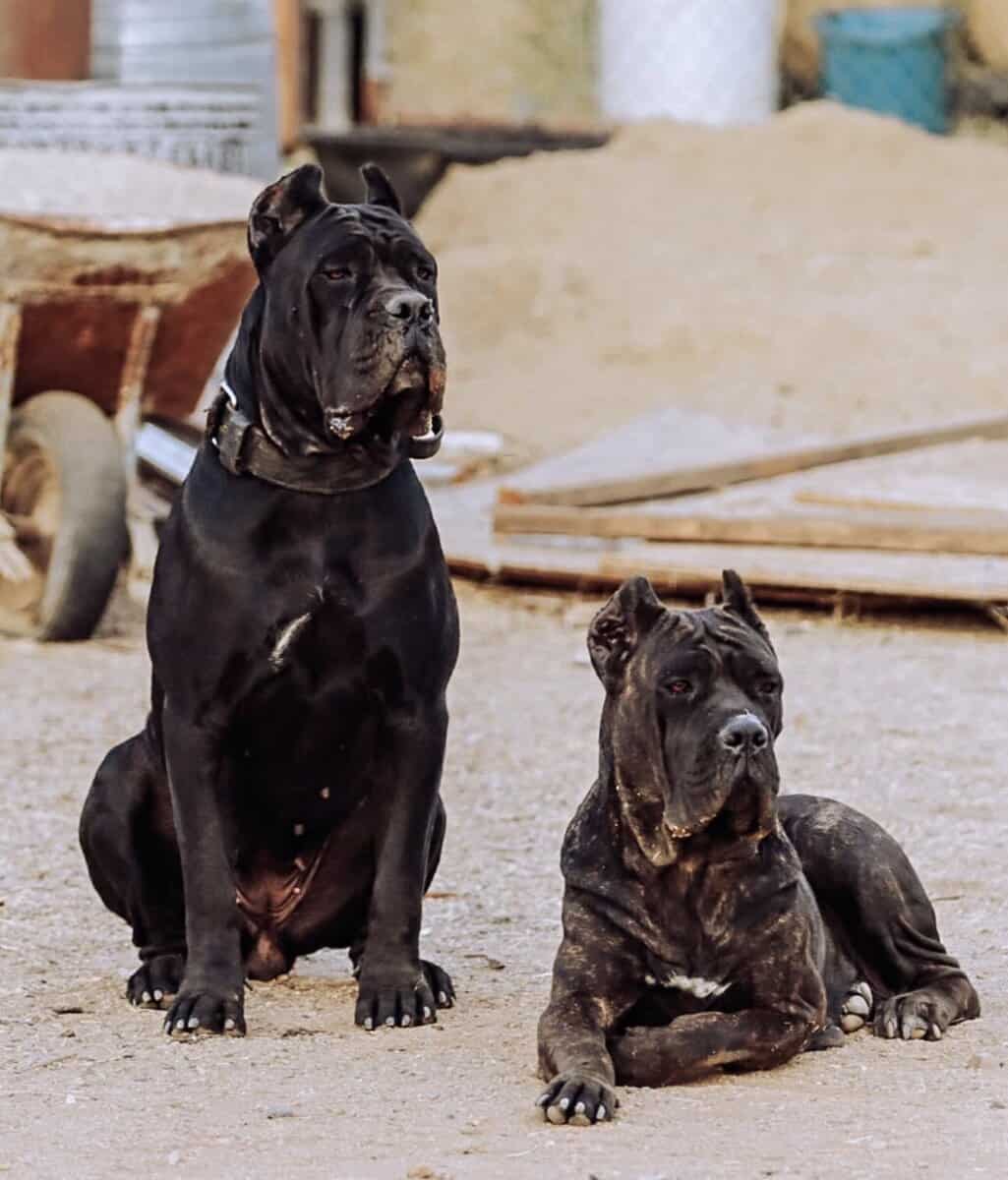 Cane Corso Puppies image 4