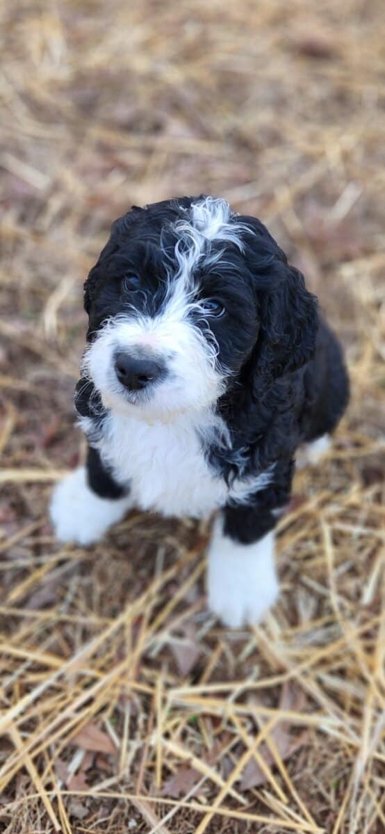 Bernedoodle F1 Puppies image 1