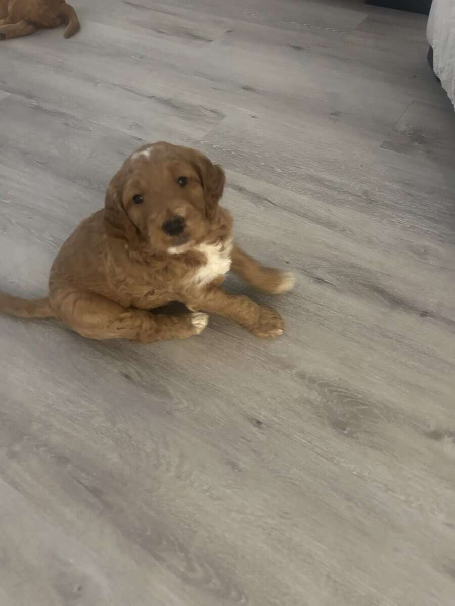 Golden doodle image 6