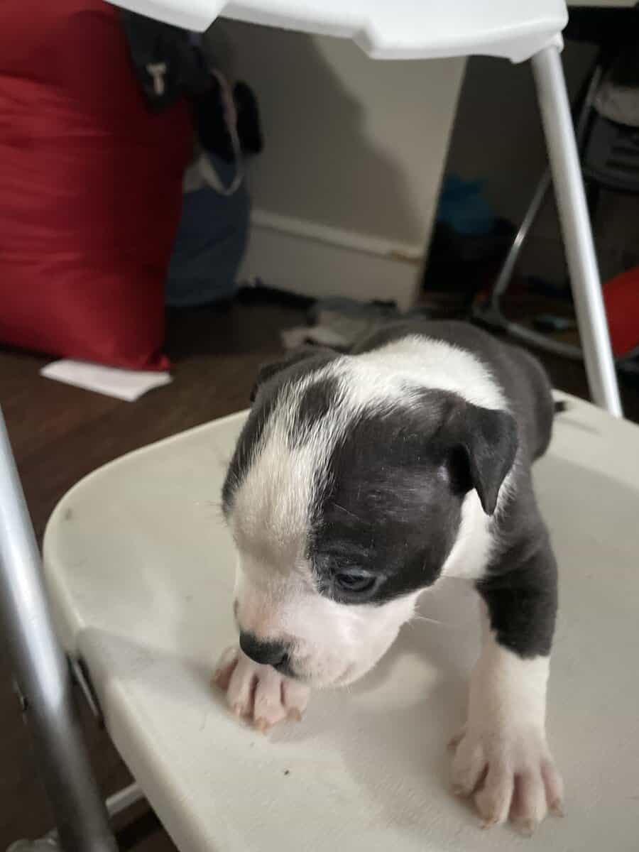 Bully’s dog image 6