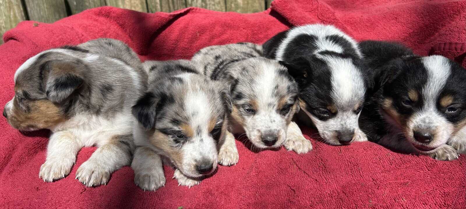 Adorable Australian Heeler pups image 3