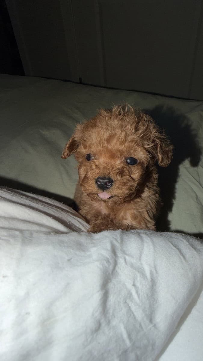 Puppies image 3
