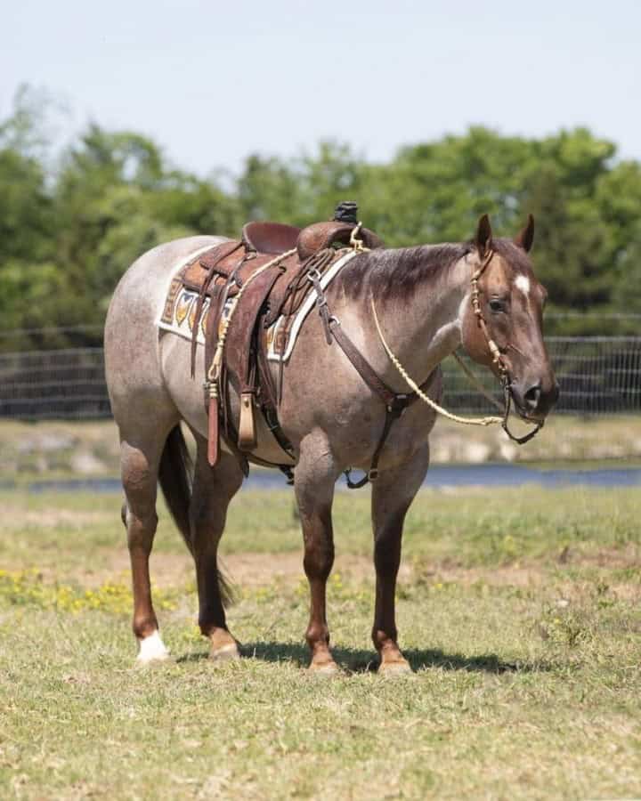 Red Roan Quarter Horse for sale image 1