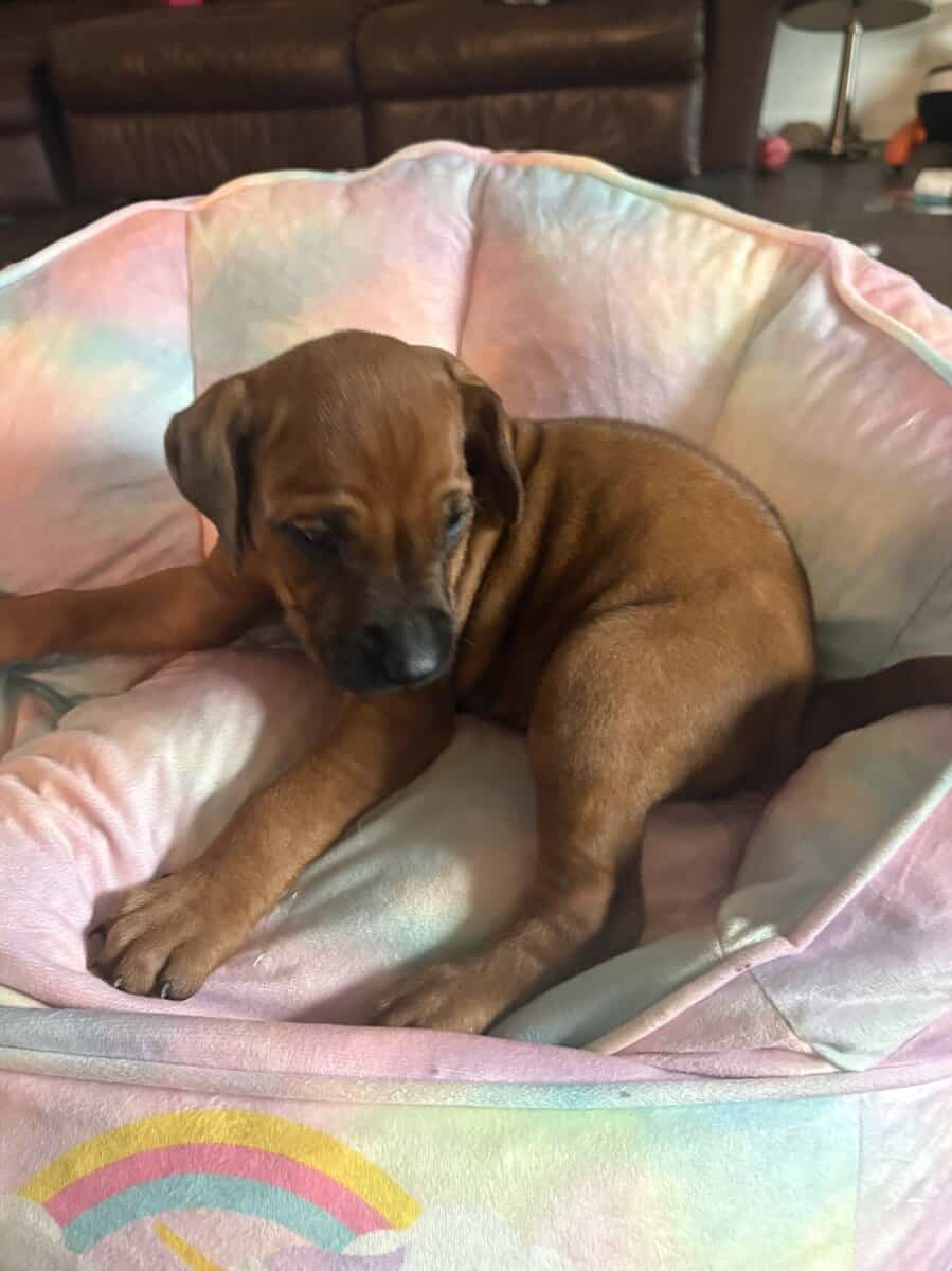 Rhodesian Ridgeback Puppies image 8